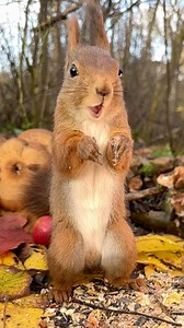 Early November video journal: A new setup just meters away, but it took two hours for my cautious squirrel models to trust the scene. Patience pays off! 🐿📹🍂 | Squirrels by Fotoscenen