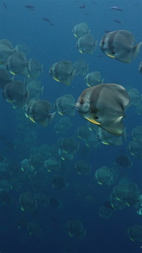 129K views · 4.2K reactions | I always thought that nature was cruel to injured creatures. But here's an example that even the wounded can live quite a long time. I've been filming this batfish for almost three years now. #oceanreality | Ocean Reality Channel | Facebook