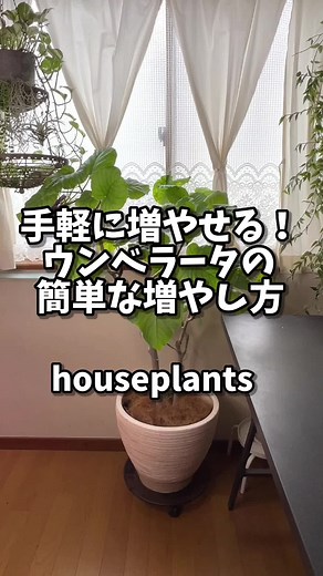 ウンベラータの簡単な増やし方と育て方