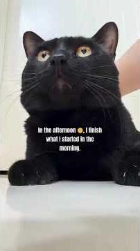 My Dog’s Life in 24 Hours ⏰🐶 | Adorable Daily Routine” #shorts #shortfield