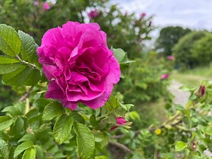 7 Gorgeous Roses Found In Michigan