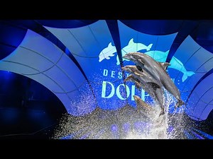 Experience the Magic: Stunning Dolphin Show Highlights You Won't Want to Miss!! 4K video