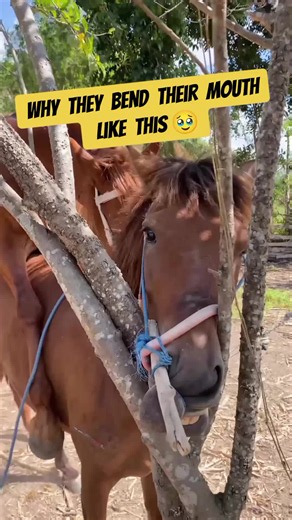why they bend their mouth #horselover #equinelife #equine #horsevideo #horse