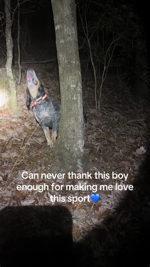 Blue Heeler Dog's Coon Hunting Prowess