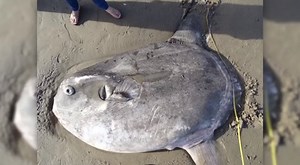 Bizarre fish spotted for the first time in North America - The Weather Network