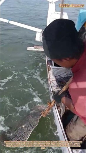 Marine Harvest : un pêcheur débarquant une grande raie depuis un petit bateau