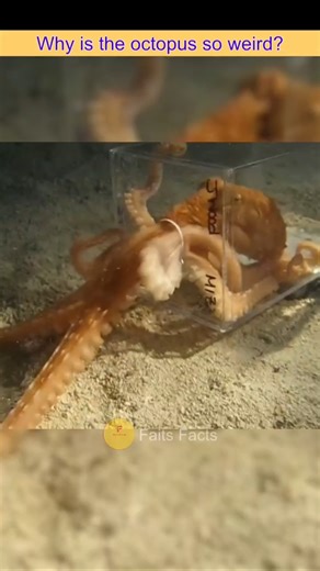 Why are octopuses so strange?