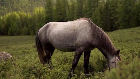 Upgraded Pro Night Vision Binoculars - Ultra 4K Night Vision Goggle with 8X Digital Zoom, 3.2" Screen Display, 32GB SD Card – See Clearly in Total Darkness