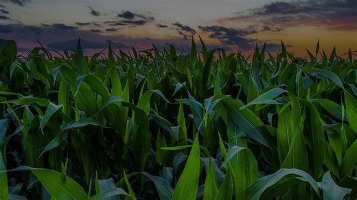 The SJS from Ag Spray Equipment is available to order! See how our Stackable Jug Storage System will enhance your operation today! More information: https://www.agspray.com/search/?searchkeyword=SJS Stackable | Spray Equipment - Buckeye AG Supply