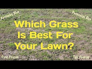 Fall Lawn Care: Choosing The Perfect Grass For Your Yard!