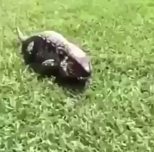 This is my angry lizard. We have to keep him away from all the pther animals.