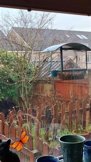 Moment to Share 11Feb2026 #gardenbirds #birds #nature #calm #mindfulness #momenttoshare #ireland