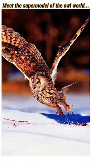 The Most Elegant Owl in the World? Majestic Long-Eared Owl (4K)