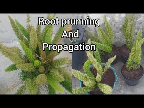 propagation of fox tail fern || root prunning of fox tail fern || @surbhisplants7180