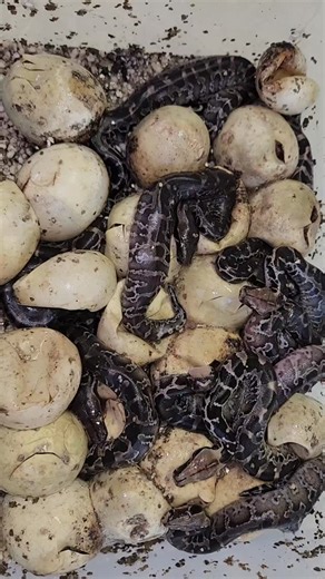 Reptile Garden on Instagram: "What a surprise finding these little Black Beauties in the incubator. Sumatran Short-tailed Pythons (Python curtis). This is such an underrated species here in South Africa and I think even abroad. These guys just don't bite like their other cousins the Blood Python/Short-tailed Pythons. With good husbandry and handling those also calm down nicely but they are a little more of a challenge. #snakeshatching #bloodpython #sumatranshorttailpython #Python #snake"
