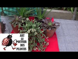 Gardening tutorial: crassula rupestris: how to take a cutting: green plants, succulent, fleshy.