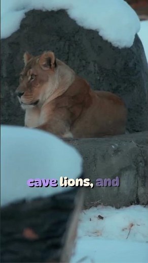 Ice Melting Reveals Secrets🥶