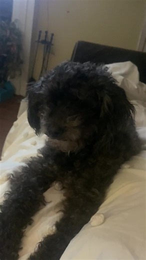 biddy (@biddy375)’s videos with original sound - biddy