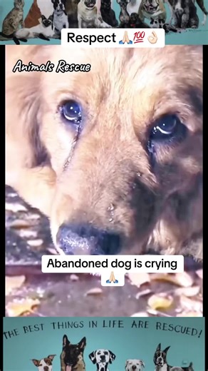 Heartwarming Animal Rescue Stories