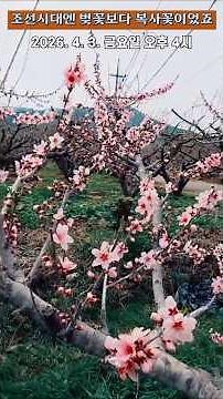 [Tree] In the Joseon Dynasty, it was peach blossoms rather than cherry blossoms.