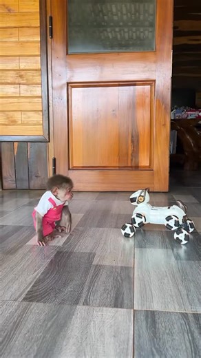 BabyMonkey🐒 on Instagram: "my monkey vs robot god ❤️🙈🐵🐒"