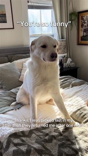 He lives with me now, so he’s over it. For the most part. #dog #trauma #fyp #foryoupage