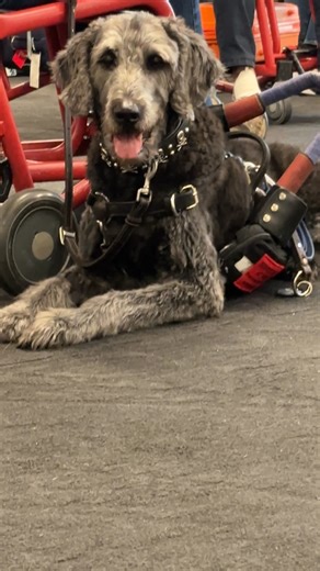 29K views · 545 reactions | Let’s hear it for this guide dog who is practicing GREAT restraint around Madam Mim  | Jennifer Coffey | Facebook