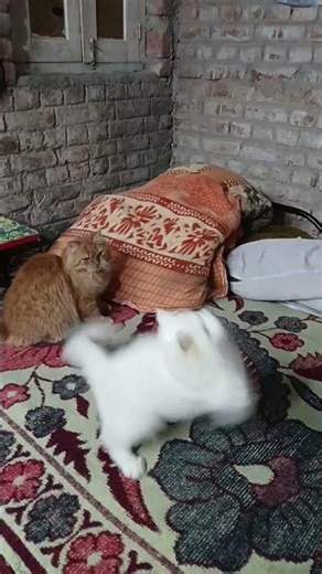 #cat#catlovers#viral#shorts#trending#petlovers#reelitfeelit#armymotivation#mrbean#videos#comedy#anml