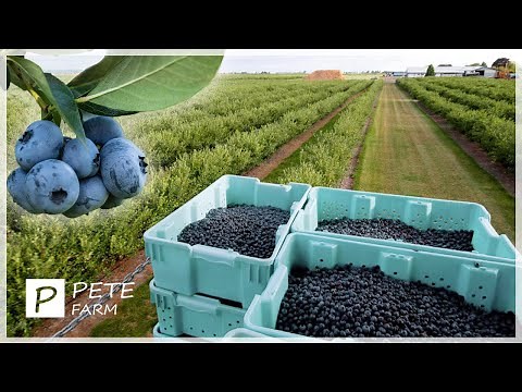 The Blueberry Farming Process - How to Plant, Harvest and Pack 711.2 Million Pounds of Blueberries