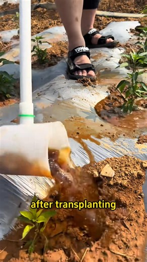 13K views · 178 reactions | #planting #farming #farmer #plant #garden #gardening #agriculture #gardeningtips #farmlife #gardening101 #farming #planttips #vegetables #plant #garden #agricultura #plantingseason #gardeninghacks #gardentips #plants #plantsofFacebook #watering #wateringplants #pepper #peppers #pepperplants | Farmer Dean | Facebook