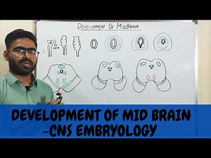 DEVELOPMENT OF MID-BRAIN (MESENCEPHALON) - CNS EMBRYOLOGY