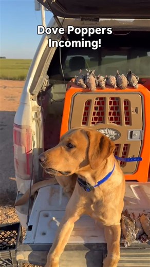 Tyler Webster on Instagram: "A lot of fun with @wesslarabee and @nateburbach this weekend! Capped off by an epic dove hunt! Flock after flock came in….45 of the little acrobats didn’t make it out:)"