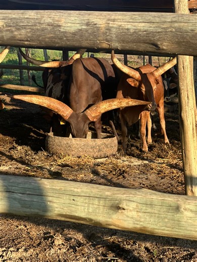 Rotondwa Muvhali on Reels