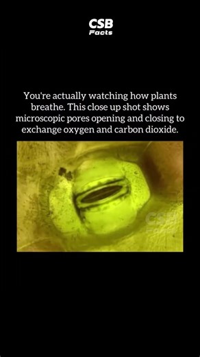 The Tiny Mouths on Leaves 🤯 | Stomata Under the Microscope