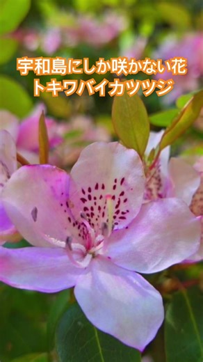 #愛媛県 #宇和島市 #トキワバイカツツジ #宇和島にしか咲かない花
