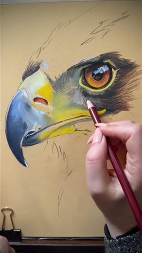 Eagle.Part1 #art #pastel #drawing #artwork #drawingprocess #artwork #eagle #pastelmat #painting