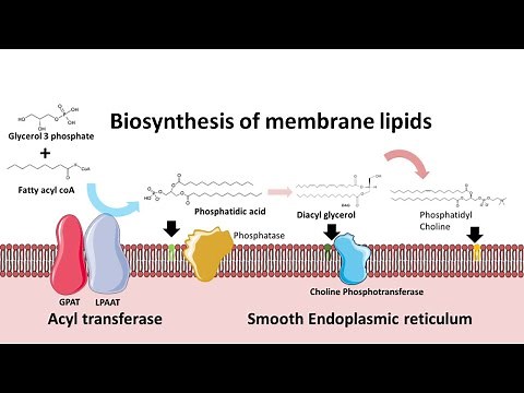 Biosynthesis of membrane phospholipids