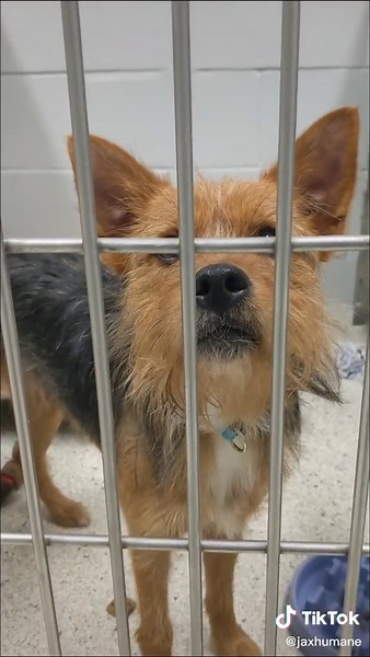 Watch until the end - trust us. #jaxhumane #animalshelter #dogsoftiktok #fyp #foryoupage