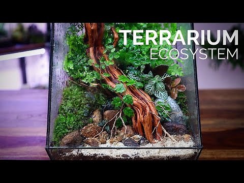 Breathtaking Terrarium Ecosystem in a DIY Geometric Enclosure