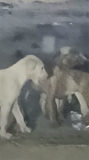 Four puppies eating some food. They live in an empty plot.