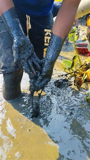 Catching Fish by Hand in a Small Canal | Incredible Village Fishing Moment! #fishing #fish