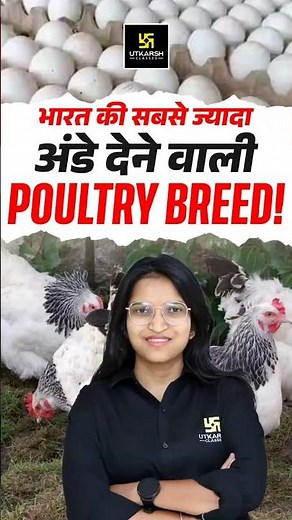 India's Highest Egg Laying Chicken Breed! #chickenbreeds #poultryfarming #poultryscience