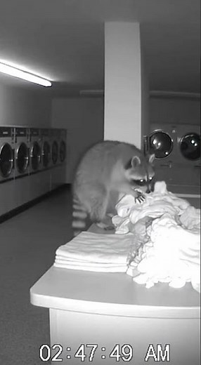 #petshub Raccoon Works Night Shift at Laundromat