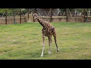 Barney - Let's Go To The Zoo: The Giraffe Scene (2001)