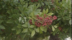 Pink pepper growing on the Brazilian pepper tree - Schinus terebinthifolius, aroeira plant.