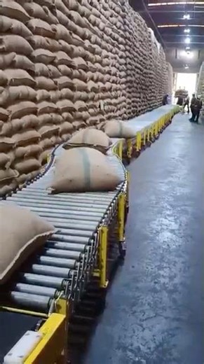Telescopic Belt Conveyor for 50KG Bags | Unloading & Stacking All-in-One