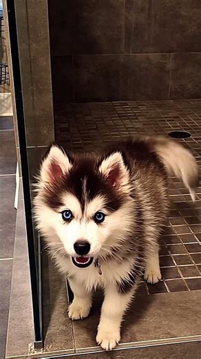 a small husky dog