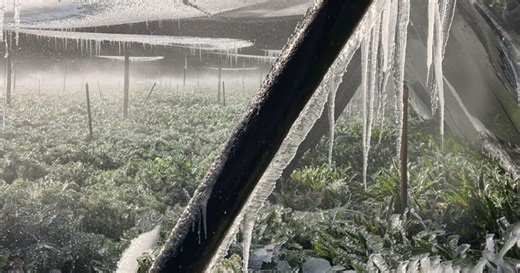 Freeze fallout: Did our plants survive Florida's freeze?