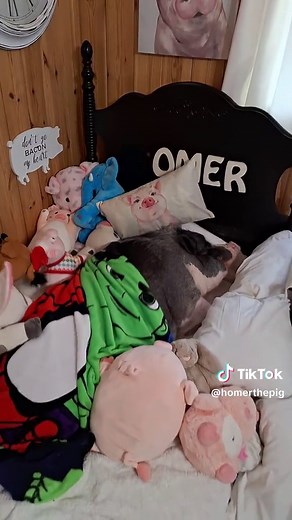 Homer the Sleepyhead Pig: Wake Up Challenge and Funny Morning Routine