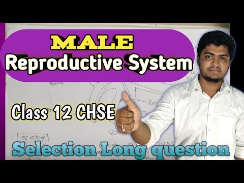 Male Reproductive System Long Q&A | Class 12 CHSE | ପୁରୁଷ ଜନନ ତନ୍ତ୍ର Long Questions